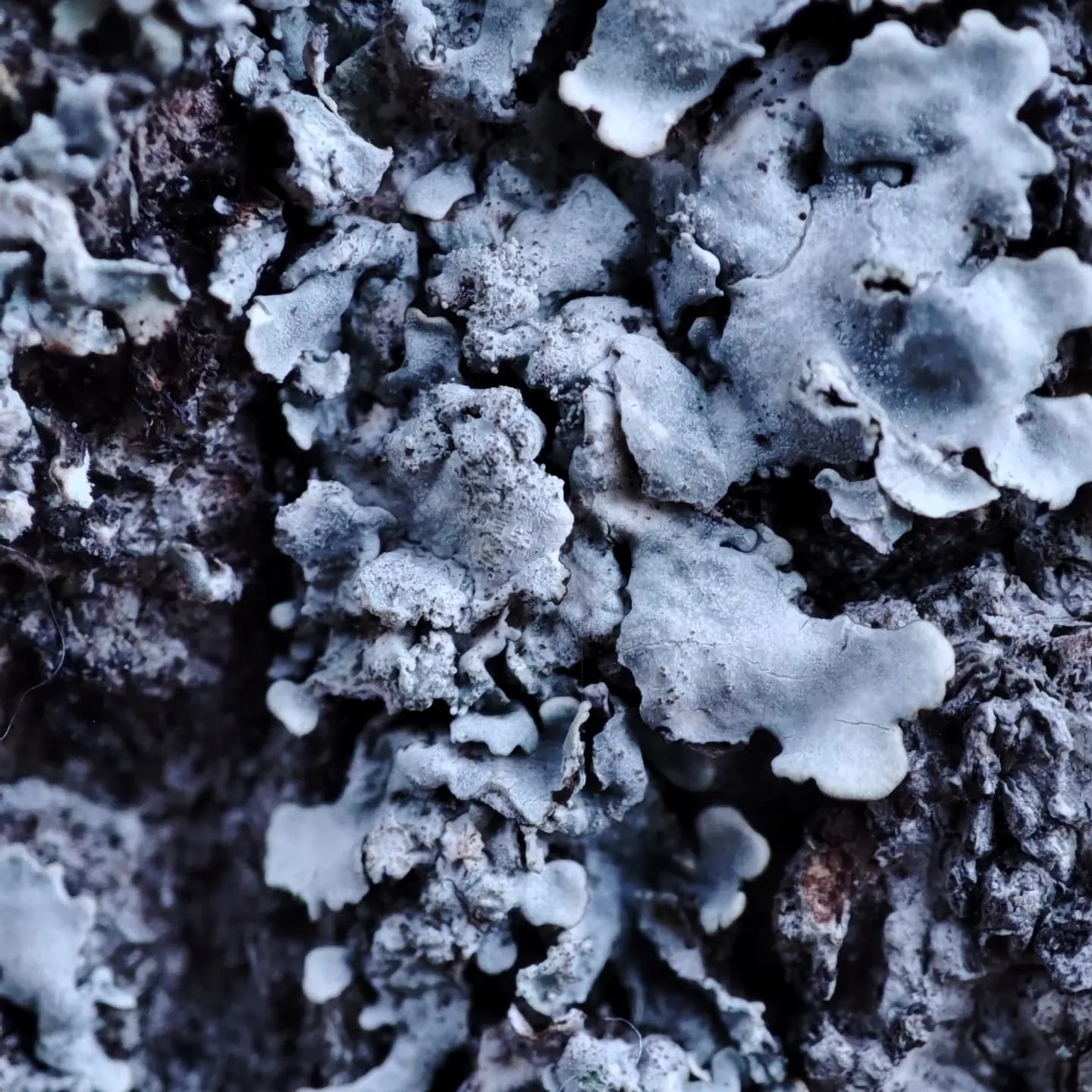 Dead Tree Fungus