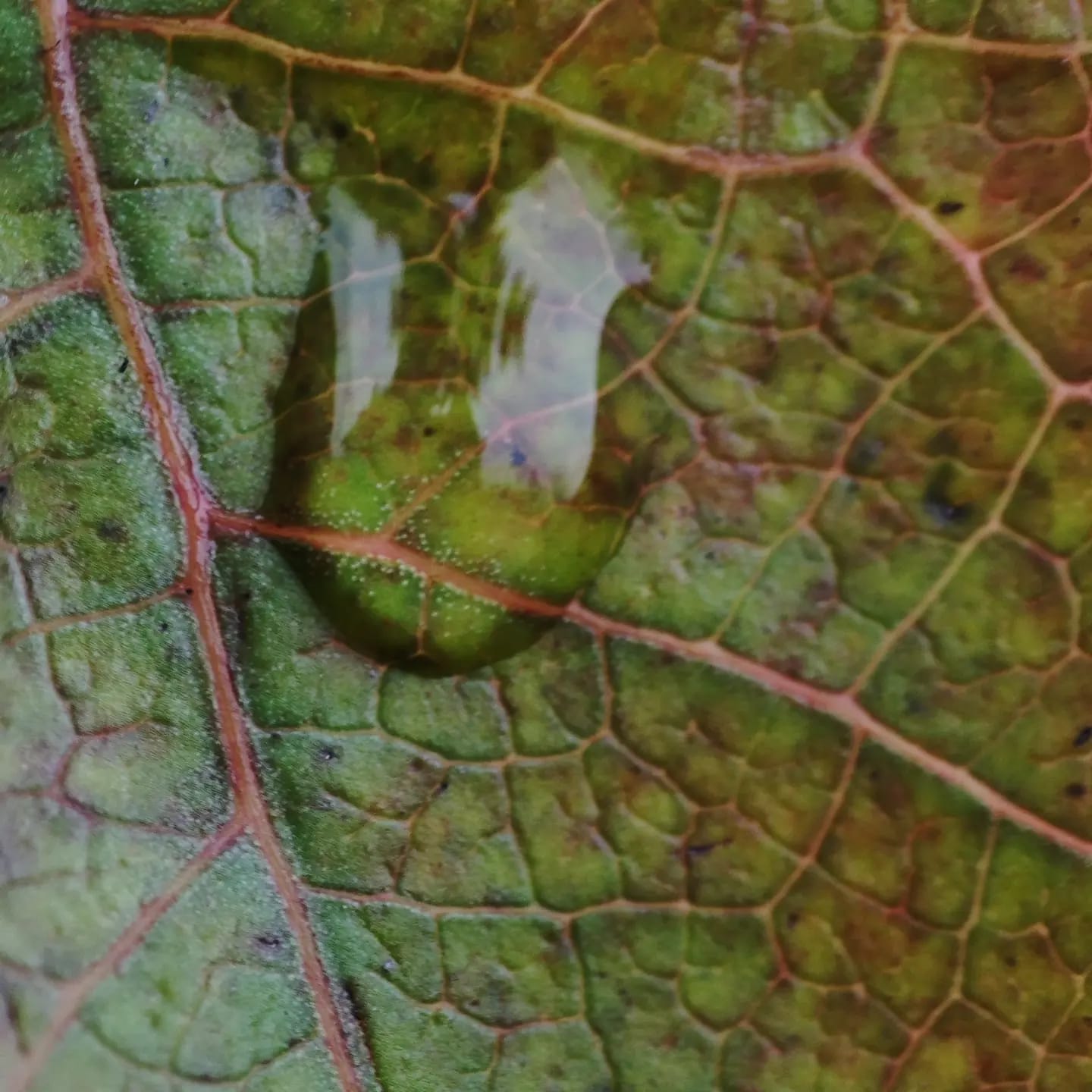 Water Drop on a Green Leaf